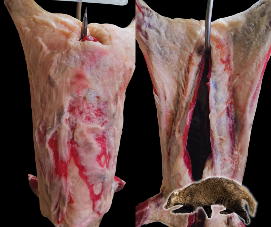 穴熊の枝肉。前後から見た2カット